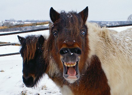 pony