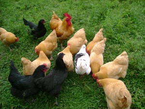 Results image of group of chickens